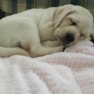 Meet your Posher, Sophie